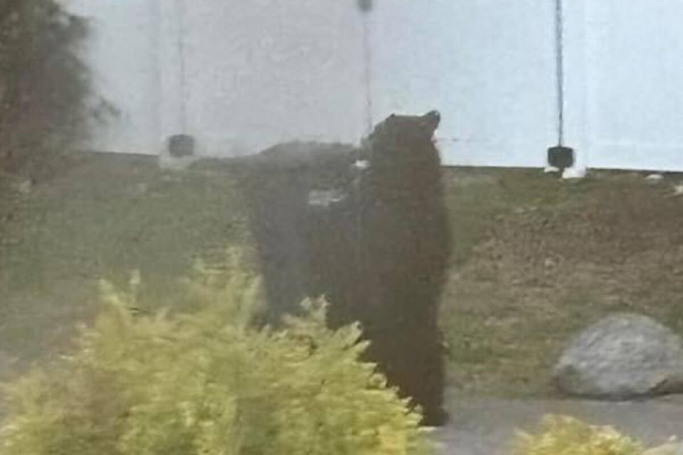 A Summerland resident took pictures on Friday of a bear carrying away her neighbours garbage bin on Cedar Avenue. (Photo- Mikaila Johnson) 