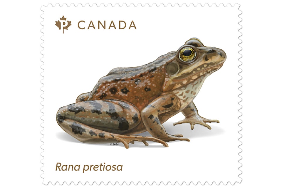 web1_240415-lat-oregonspottedfrog