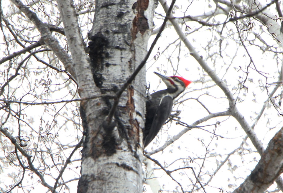 web1_240418-omh-woodpecker-standalone_1