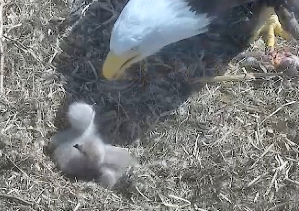 web1_240418-pan-baby-eagles-hatching-2_1