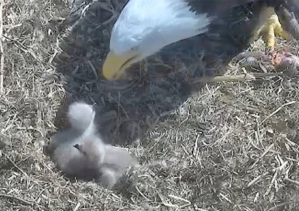 web1_240418-pan-baby-eagles-hatching-in-wr-push_1