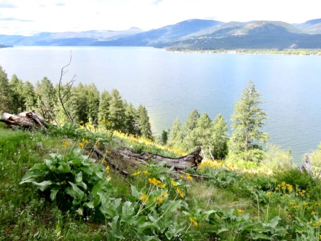 Saturday, April 20th - 9:00-11:00 am Join the North Okanagan Naturalists’ Club for a Nature Walk, observing wildflowers and bird life, to the Canadian Lakeview Estates Trail. 1 km down a zigzagging hillside slope to the lake, along the shore for another 1 km, 1 km loop, then back up. Some steep sections. Park near the Canadian Lakeview Estates sign on the left side of road. Trail entrance is a short walk further up Tronson at side of driveway. Spectacular wildflower blooms! www.nonc.ca 