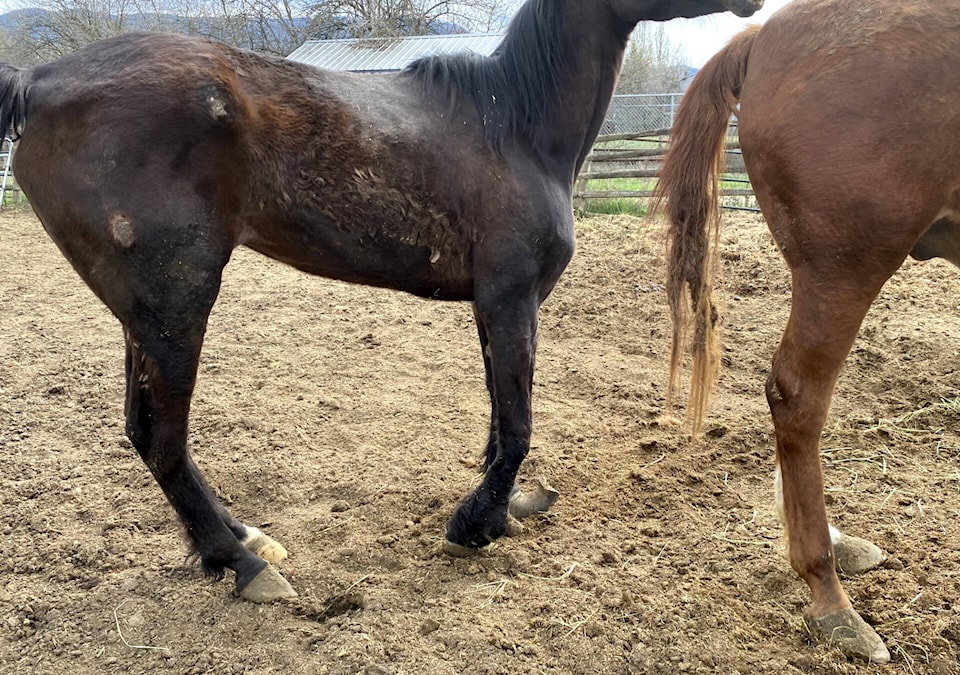 web1_240418-vms-horses-spca_1