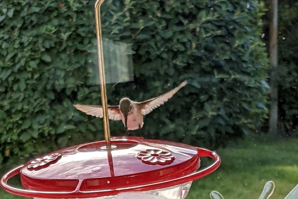 web1_240418-vms-hummingbirds-feeder_1