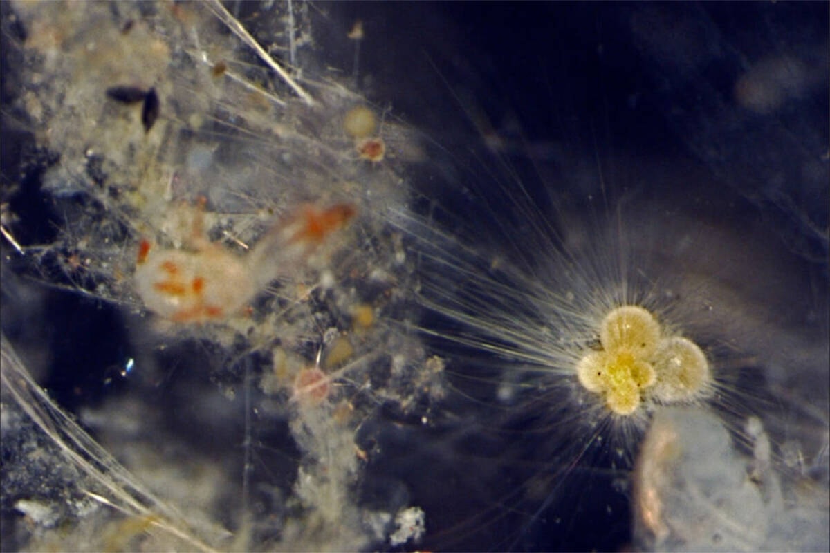 El plancton marino podría servir como llamada de atención en caso de extinción masiva: investigador de la UVic