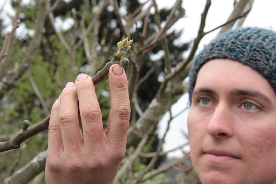 River Stevens marvels in the energy tentatively waiting to burst forth during spring in Welland Orchard, a community space run by LifeCycles Victoria. (Christine van Reeuwyk/News Staff) 