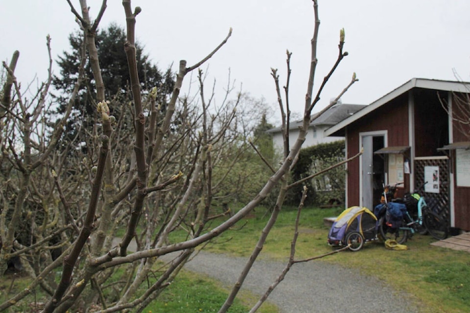 Welland Orchard in View Royal is run by the non-profit LifeCycles Project. (Christine van Reeuwyk/ Staff) 
