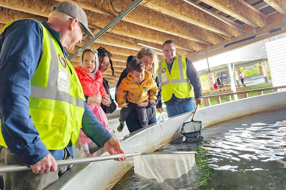 Volunteers picked up Chinook salmon fry for release into the Nicomekl River in Langley on Sunday, April 21, during Lafarge Family Day at the Nicomekl Enhancement Society (NES) hatchery. (Dan Ferguson/Langley Advance Times) 