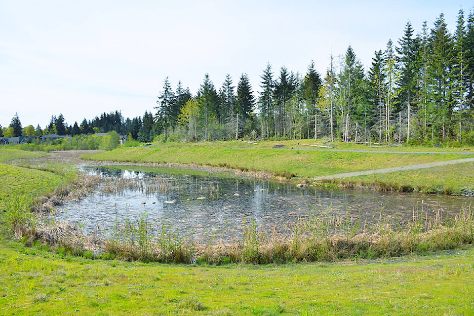 The City of Campbell River has discovered invasive goldfish in the Erickson Stormwater Pond, and is actively planning for their removal. Photo by Alistair Taylor/Campbell River Mirror 