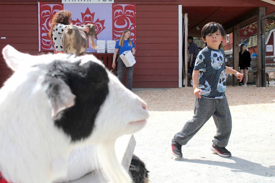 Fernando Coyoc between petting goats at the Beacon Hill Children’s Farm on April 23. (Jake Romphf/News Staff) 