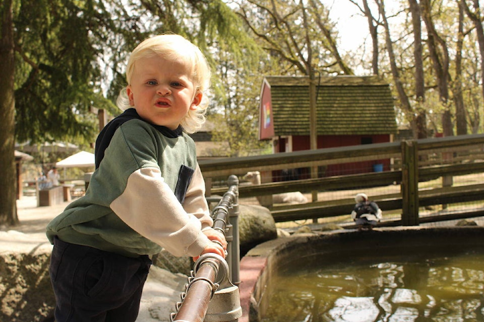 Tayte Tjart looks at the birds at the Beacon Hill Children’s Farm on April 23. (Jake Romphf/News Staff) 