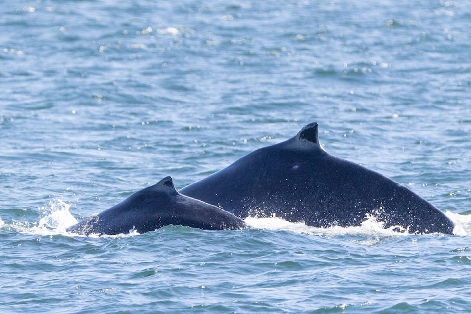 Black Pearl and her 2024 calf. (Clint William/Eagle Wing Tours/PWWA ) 