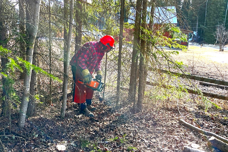 Properties across the Central Interior are putting FireSmart landscaping practices to use, to reduce the risk of wildfire destruction. This rural homeowner has cleared all trees from within a 10 metre zone and is now reducing ladder fuels in the area past that. (Frank Peebles photo - Quesnel Cariboo Observer) 