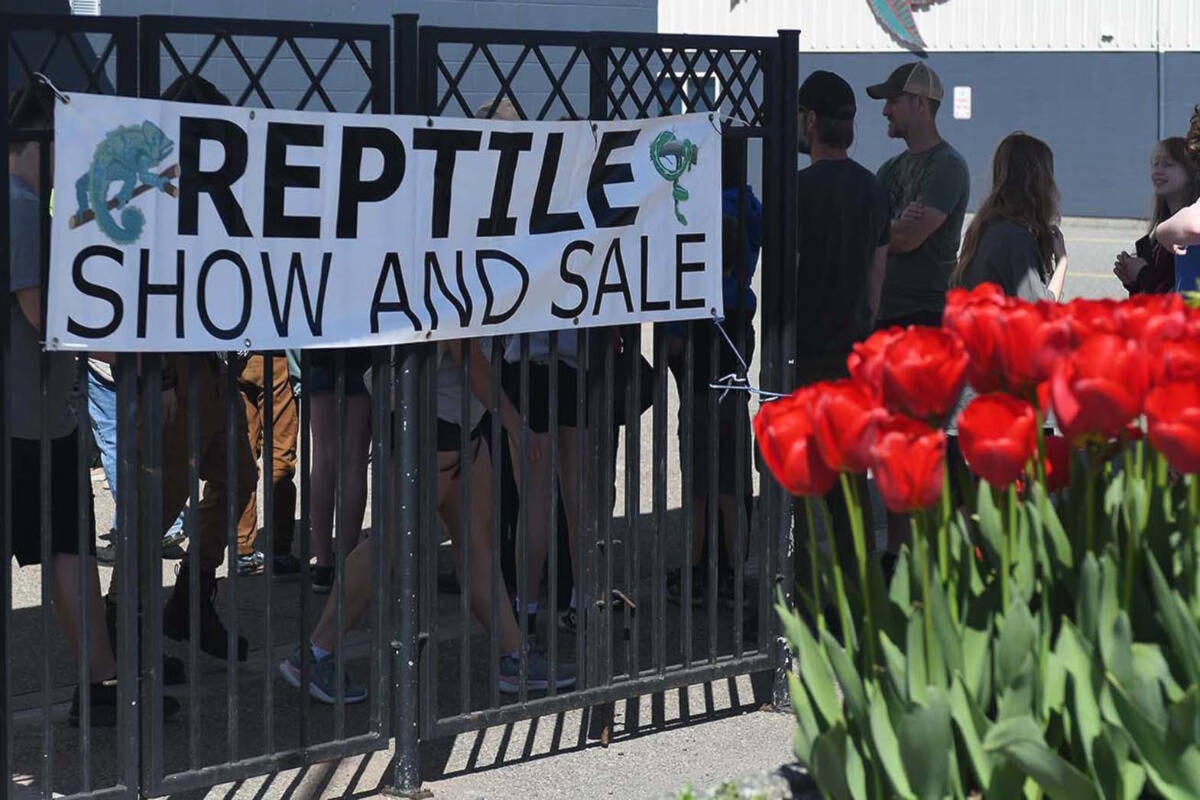 PHOTOS BC Reptile Club hosts spring expo in Abbotsford The