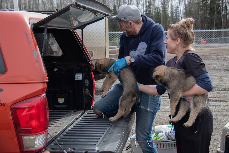 The team gets the puppies ready for travel. (Taylor Hansen/ Caledonia Courier ) 