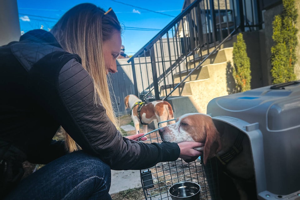 Rescued beagles meeting their new foster families in Kelowna after being rescued from laboratory testing. (Jacqueline Gelineau/Capital News) 