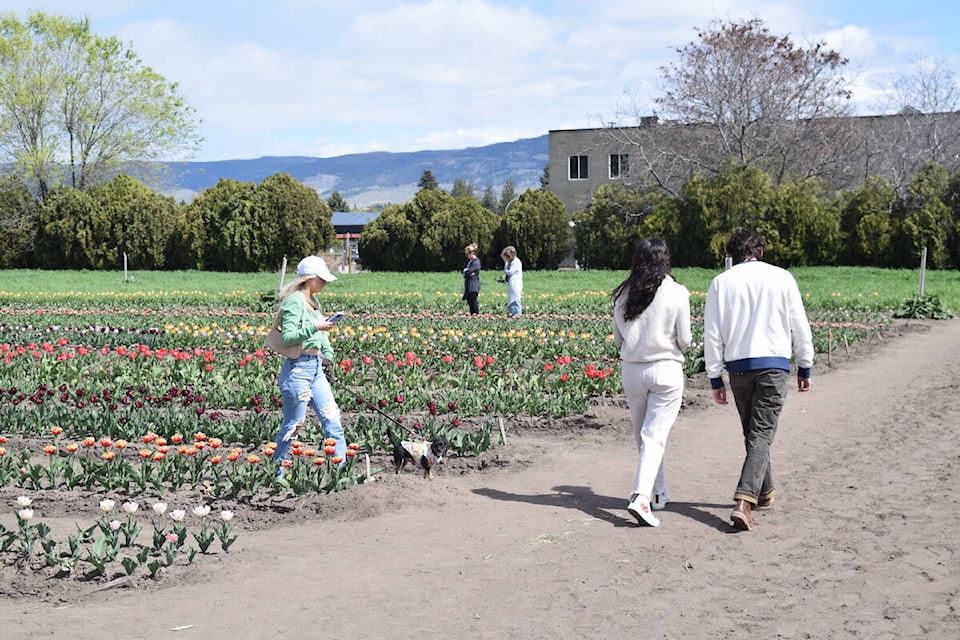 K.L.O. Farm Market held its first Tulip Festival in Kelowna April 20-21, 2024. (Brittany Webster/Capital News) 