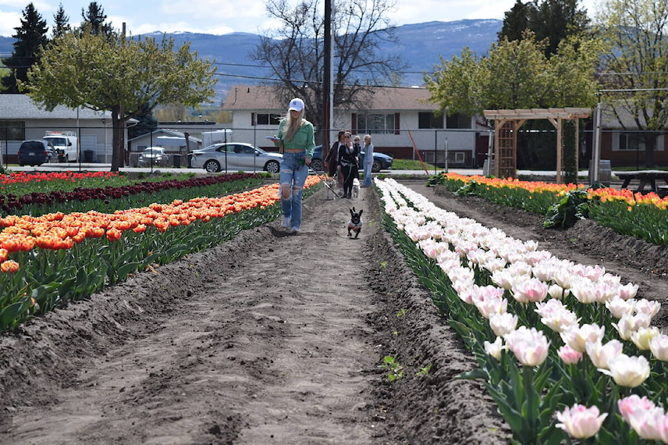 K.L.O. Farm Market held its first Tulip Festival in Kelowna April 20-21, 2024. (Brittany Webster/Capital News) 