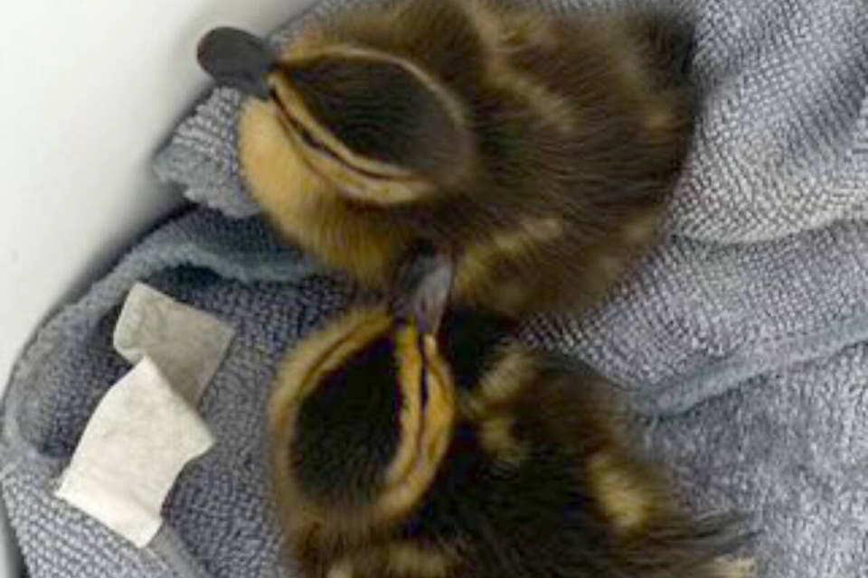 web1_240430-lat-ducklings1