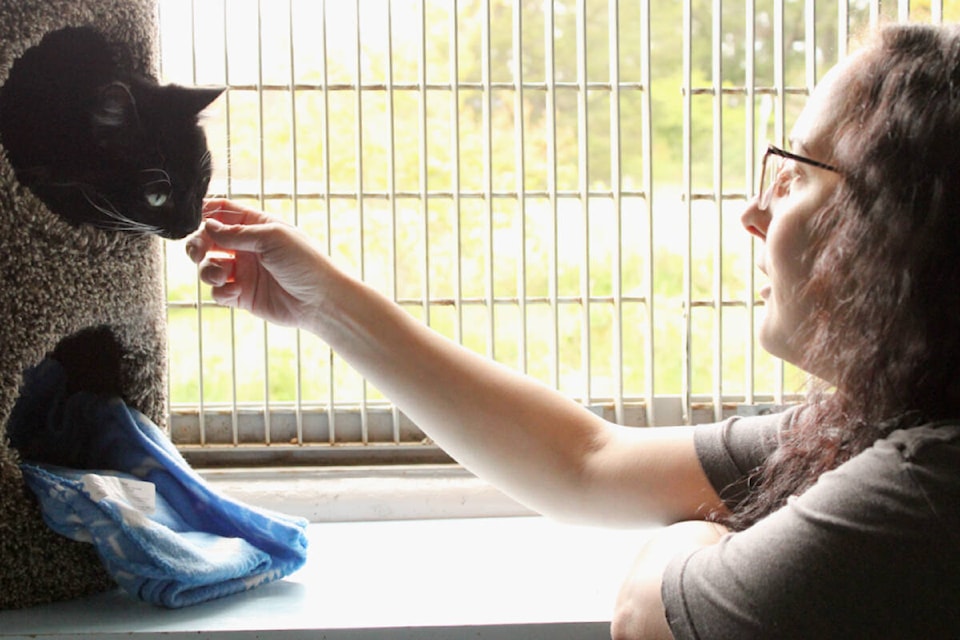 Taylor Suther, B.C. SPCA Nanaimo animal care attendant, with a cat at during the National Adopt a Shelter Pet Day, April 27. (Karl Yu/News Bulletin) 
