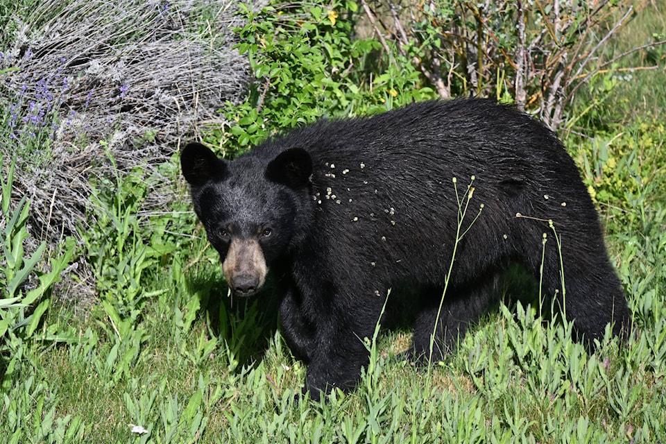 web1_270727-pnw-bears_1