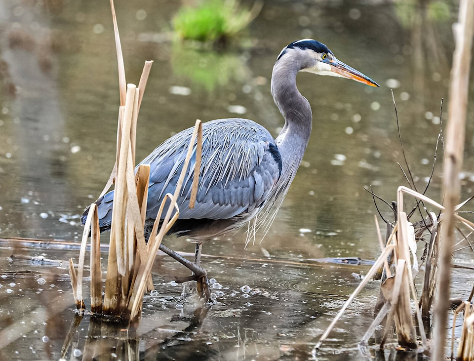 web1_copy_240404-can-heron_1