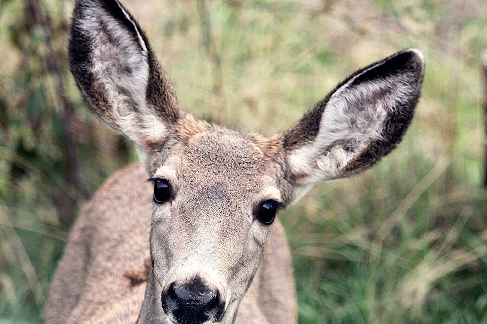 web1_deer-mule-doe