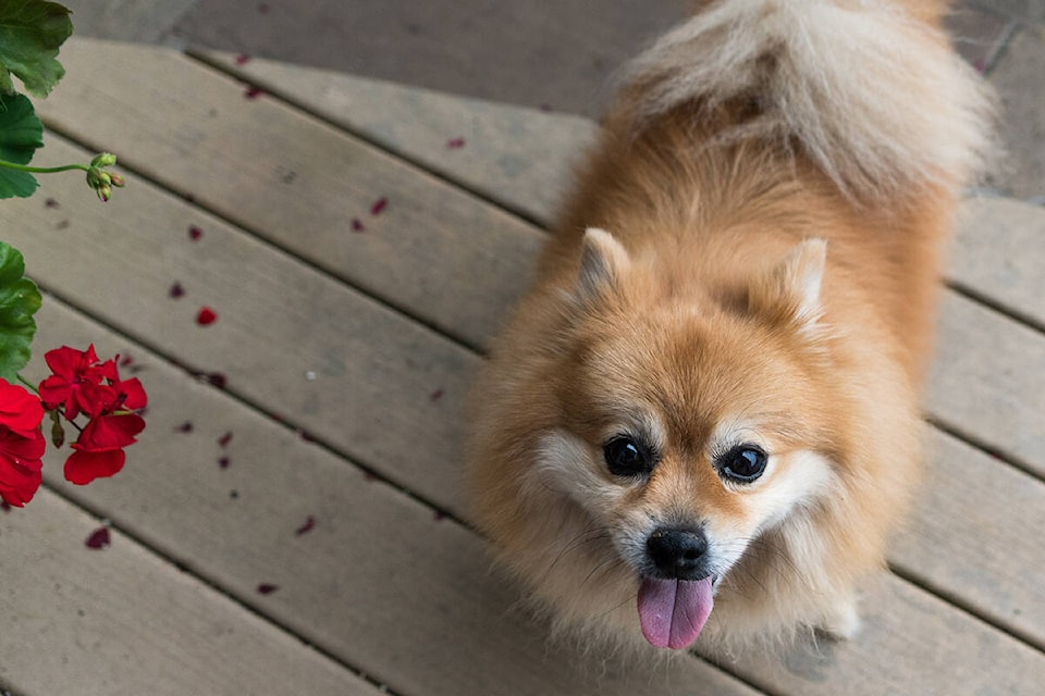 web1_pomeranian-1541798_1920