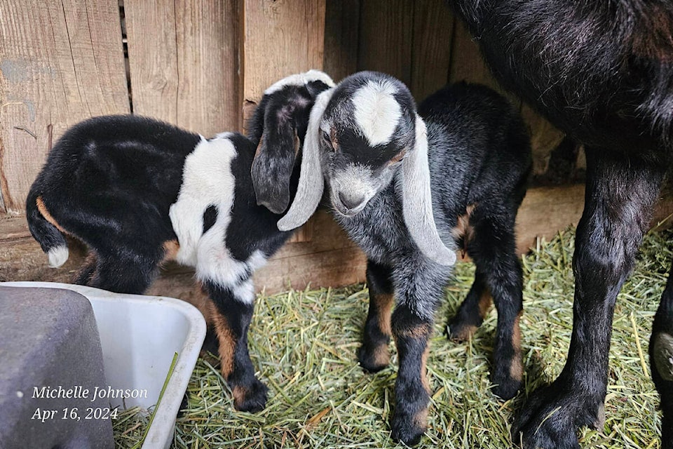 web1_rsz-baby-goats-nts--0438_n