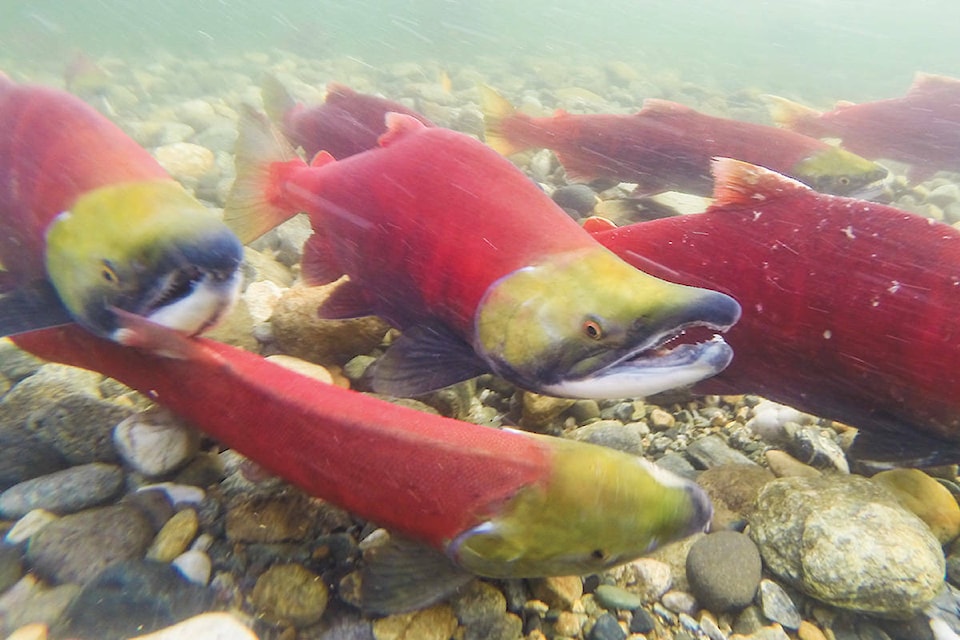 web1_191023-sin-steelhead-salmon-mugs