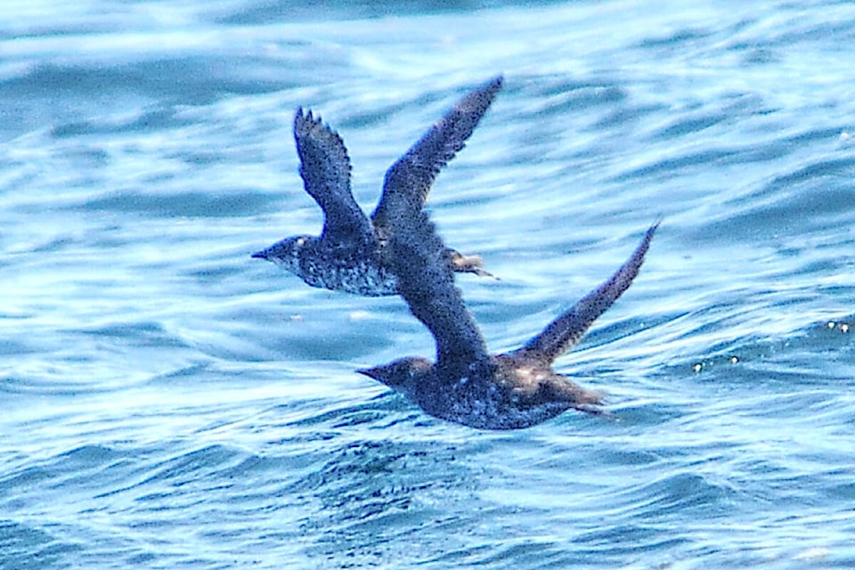 A rare moment, spotting a pair of Marbled Murrelets, a small seabird that is considered to be an endangered specie. (Michael Briones photo) 