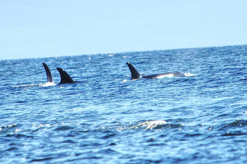 A pod of whales was not part of the birdwatching exercise but it was a sight to behold. (Michael Briones photo) 