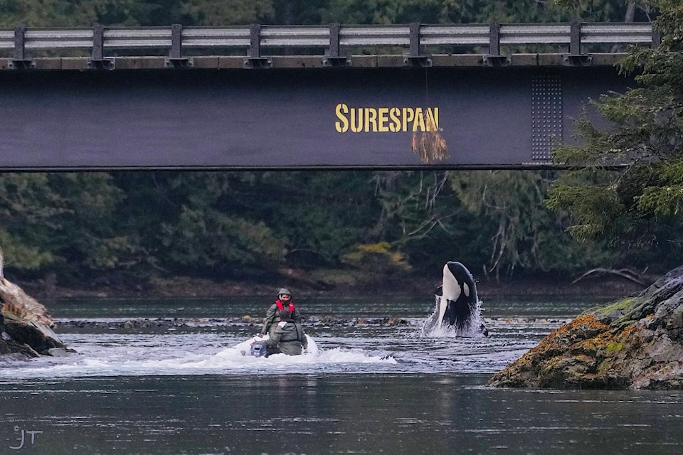 web1_240502-crm-ehattesaht-whale-concerns-bridge_1