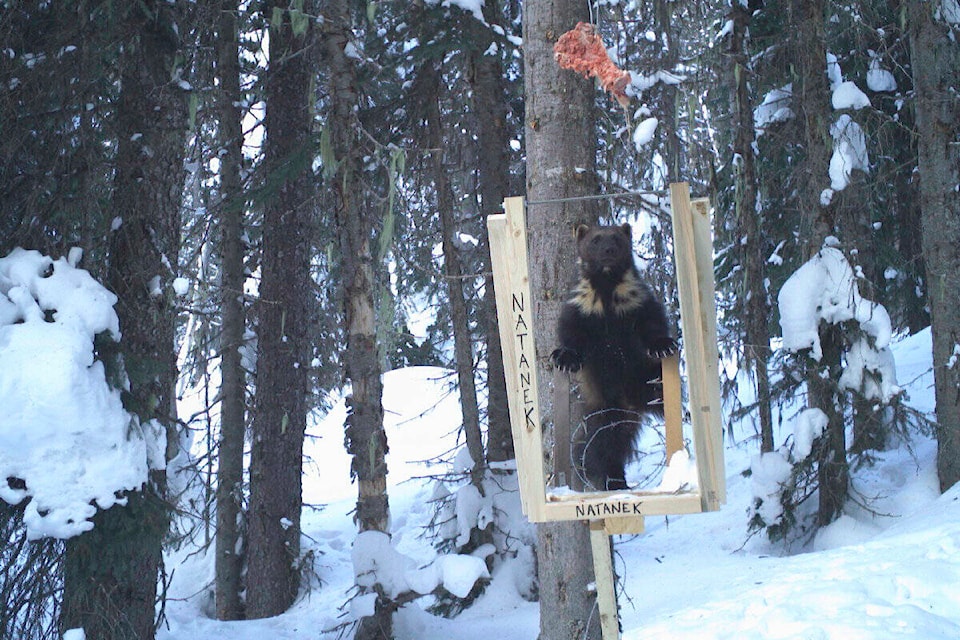 web1_240502-kws-snowpack-wildlife_3