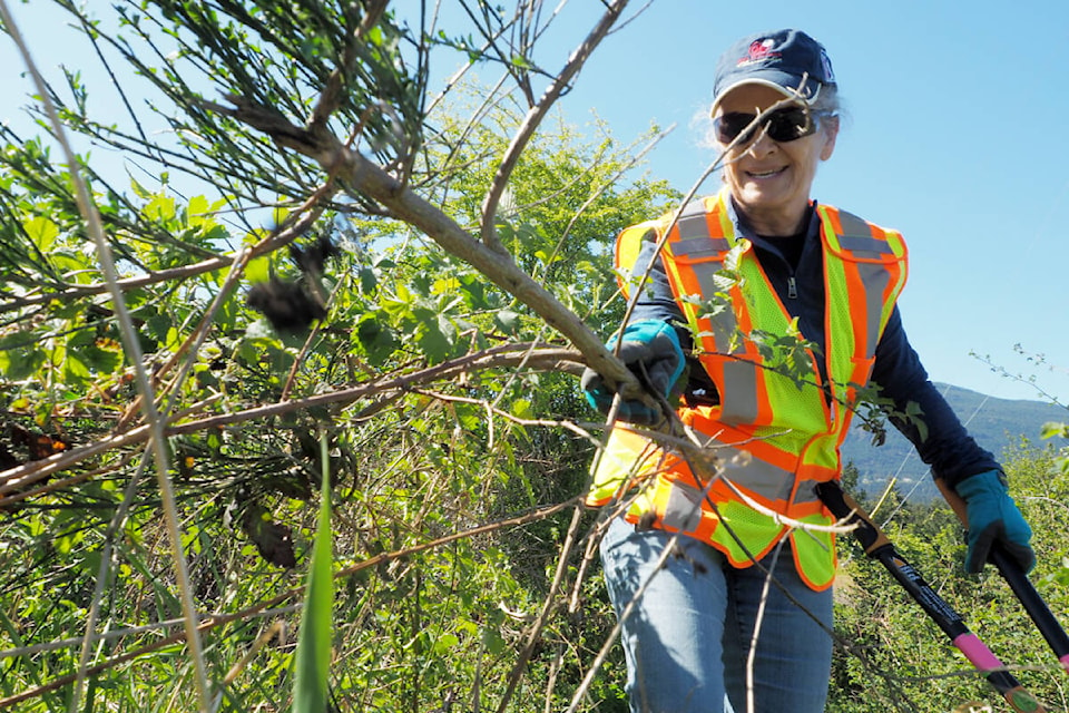 Darcie Prosser lops limbs from Scotch broom plants during a broom-busting work party on the Parkway Trail near Northfield Road on Thursday, May 2. (Chris Bush/News Bulletin) 