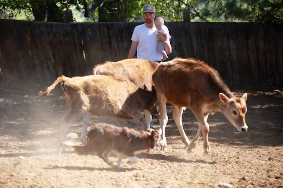 Cooper Russell watches his cowdog Jim practice herding some cattle. (Photo submitted) 