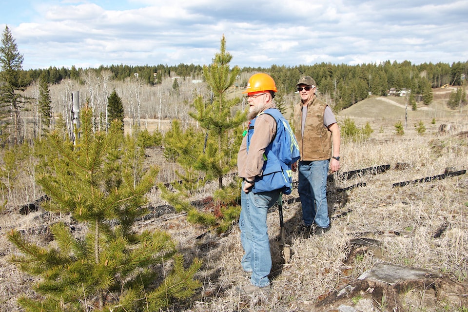Chris Betuzzi and Todd Schmidt check on the progress of a stand of lodgepole pines planted by South Cariboo elementary school students six years ago on the 108 Mile Greenbelt. (Patrick Davies photo - 100 Mile Free Press) 