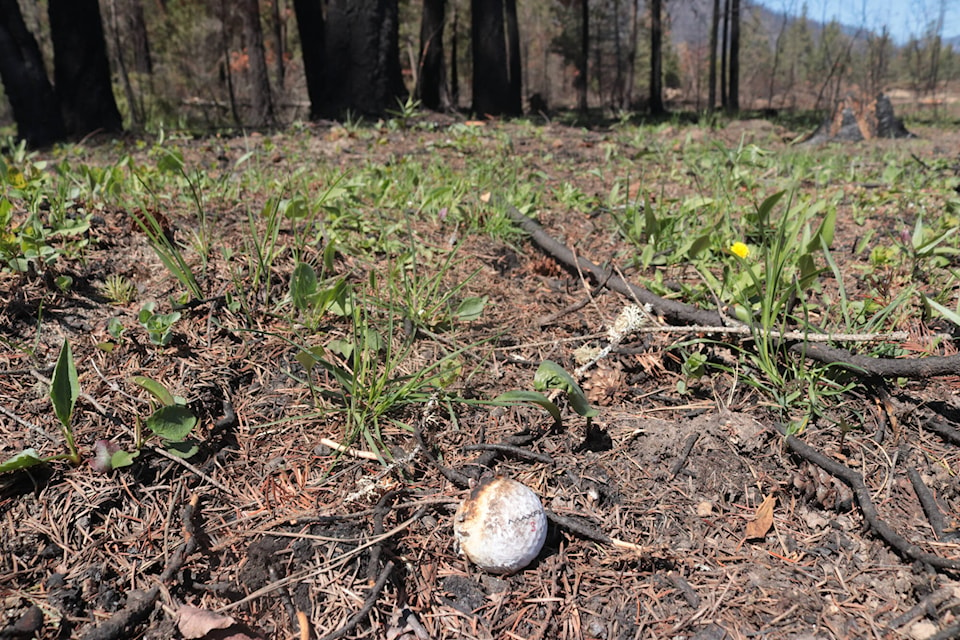 Half-melted golf balls are scattered along the perimeter of Talking Rock Golf Course in Chase, which narrowly escaped being destroyed by the Bush Creek East wildfire in the summer of 2023. (Brendan Shykora - Morning Star) 