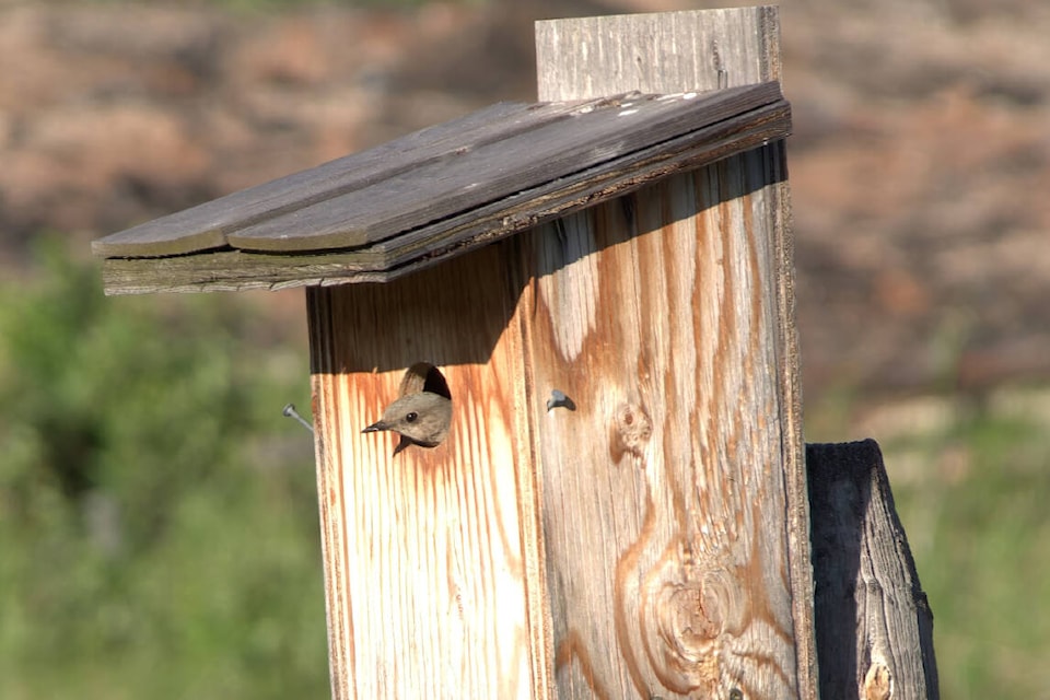 A female mountain bluebird checks out a nest box (Loyd Csizmadia photo) 