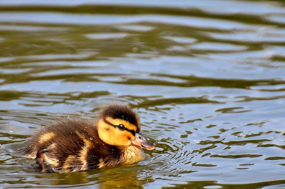 web1_240503-cpw-lji-woman-helps-ducks-duckling_1