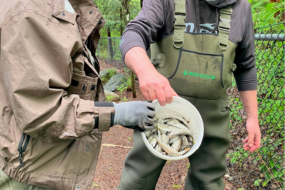 Hyde Creek Watershed Society volunteers show some of the thousands of salmon that died at the end of April after an unknown pollutant entered their troughs. (Photo courtesy of Jean Peachman) 