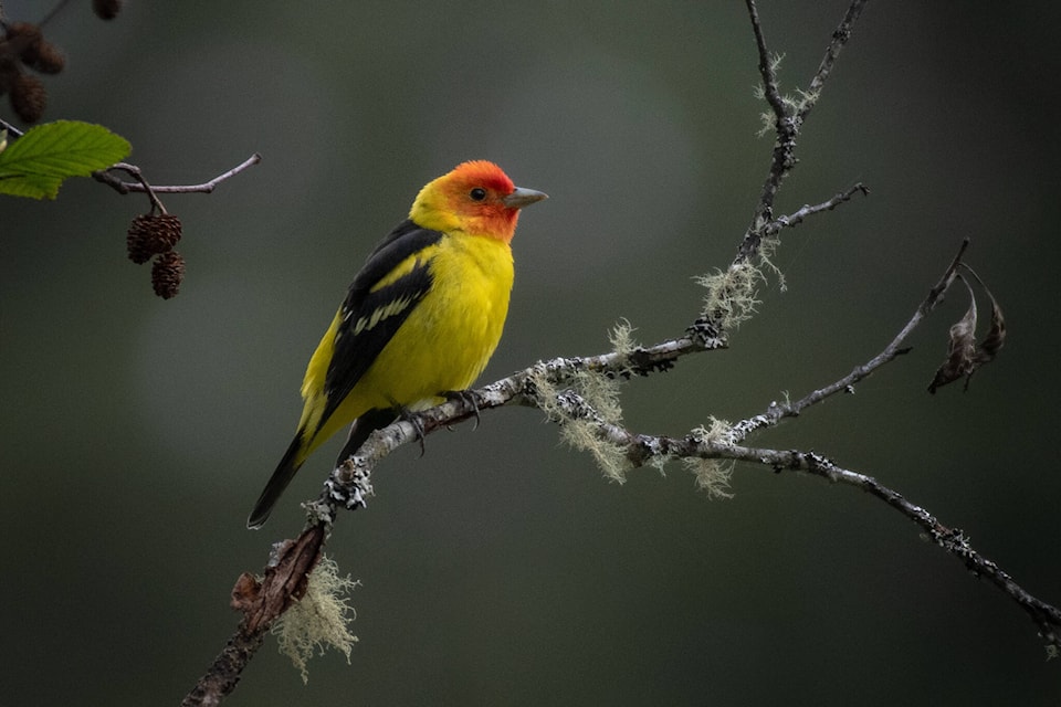 web1_240508-cvr-n-birds-mars_1
