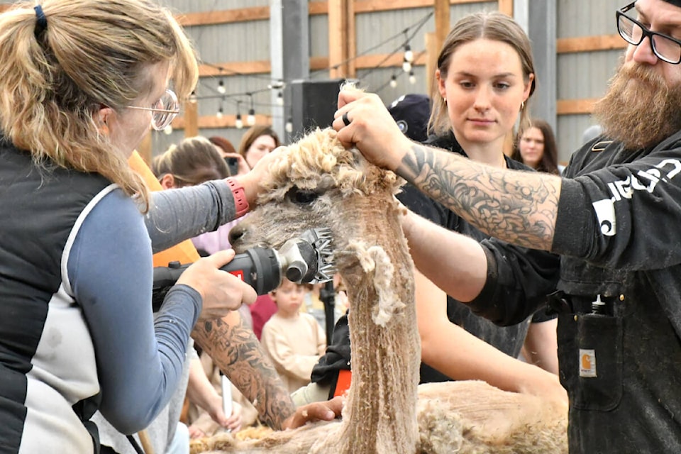  More than 80 alpacas were given haircuts at the annual shearing event at Kensington Prairie Farm on Saturday, May 4. (Kyler Emerson/Aldergrove Star) 