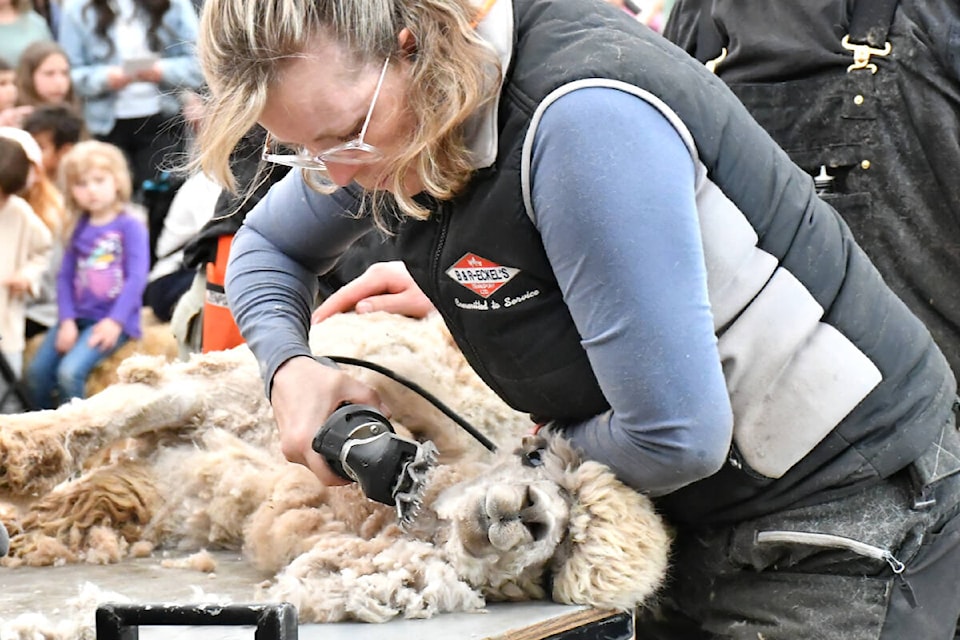  More than 80 alpacas were given haircuts at the annual shearing event at Kensington Prairie Farm on Saturday, May 4. (Kyler Emerson/Aldergrove Star) 