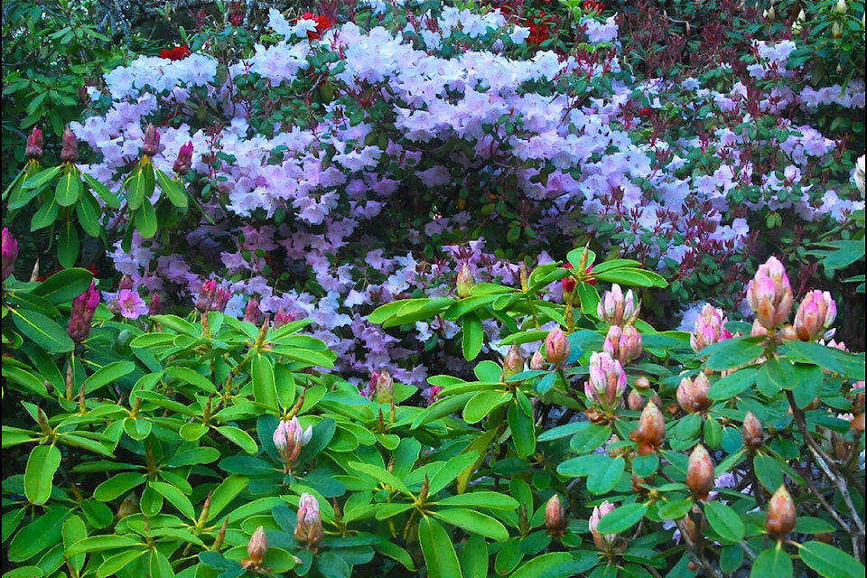 Rhododendron 'Cowslip' | Thompson & Morgan