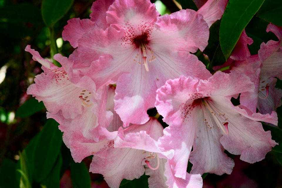 Rhododendron ‘Lem’s Cameo’ shows off beautiful pink and white blooms. (Photo courtesy of CVRS) 