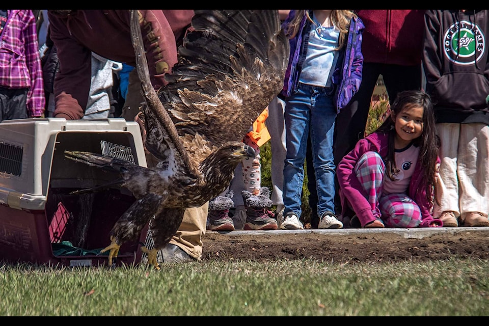 The rehabilitated eagle was released back into the wild in the presence of several community members. (Taylor Hansen/ Caledonia Courier ) 