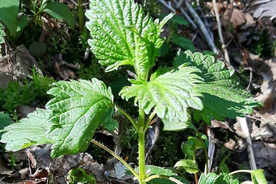 web1_240509-cma-stingingnettle-food_2