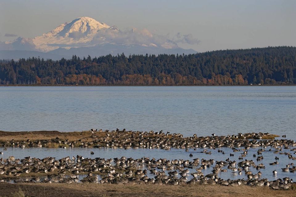 “Migrations in Boundary Bay” by Melissa Alves, Grand Prize winner in the City of Delta’s 2024 Earth Day Photo Contest. (City of Delta image) 