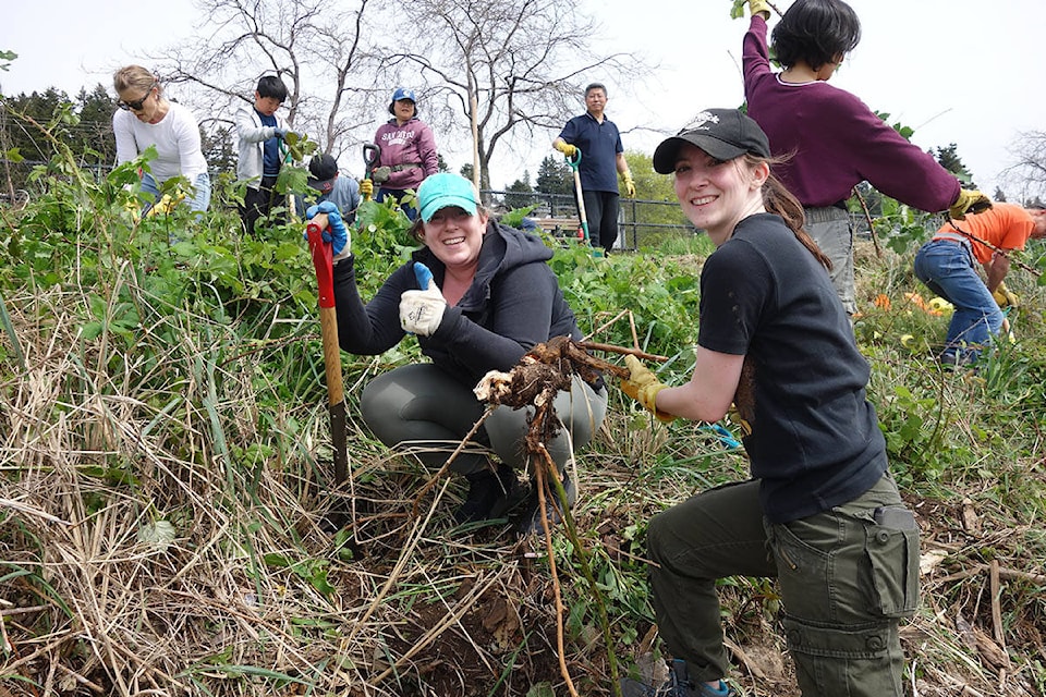 A group of 37 volunteers from the Lower Mainland Green Team removed 8.5 cubic metres of invasive Himalayan blackberry plants from White Rock beach on Saturday, May 4. (Contributed photo) 